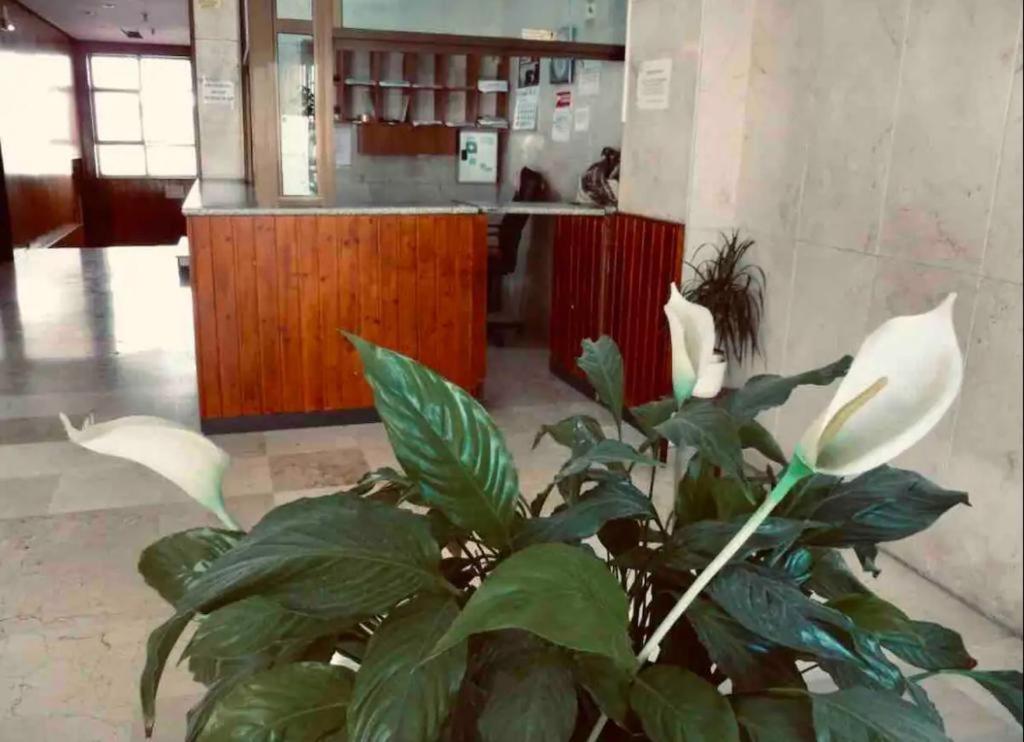 La Posada Del Viajero Lejlighed Torremolinos Eksteriør billede